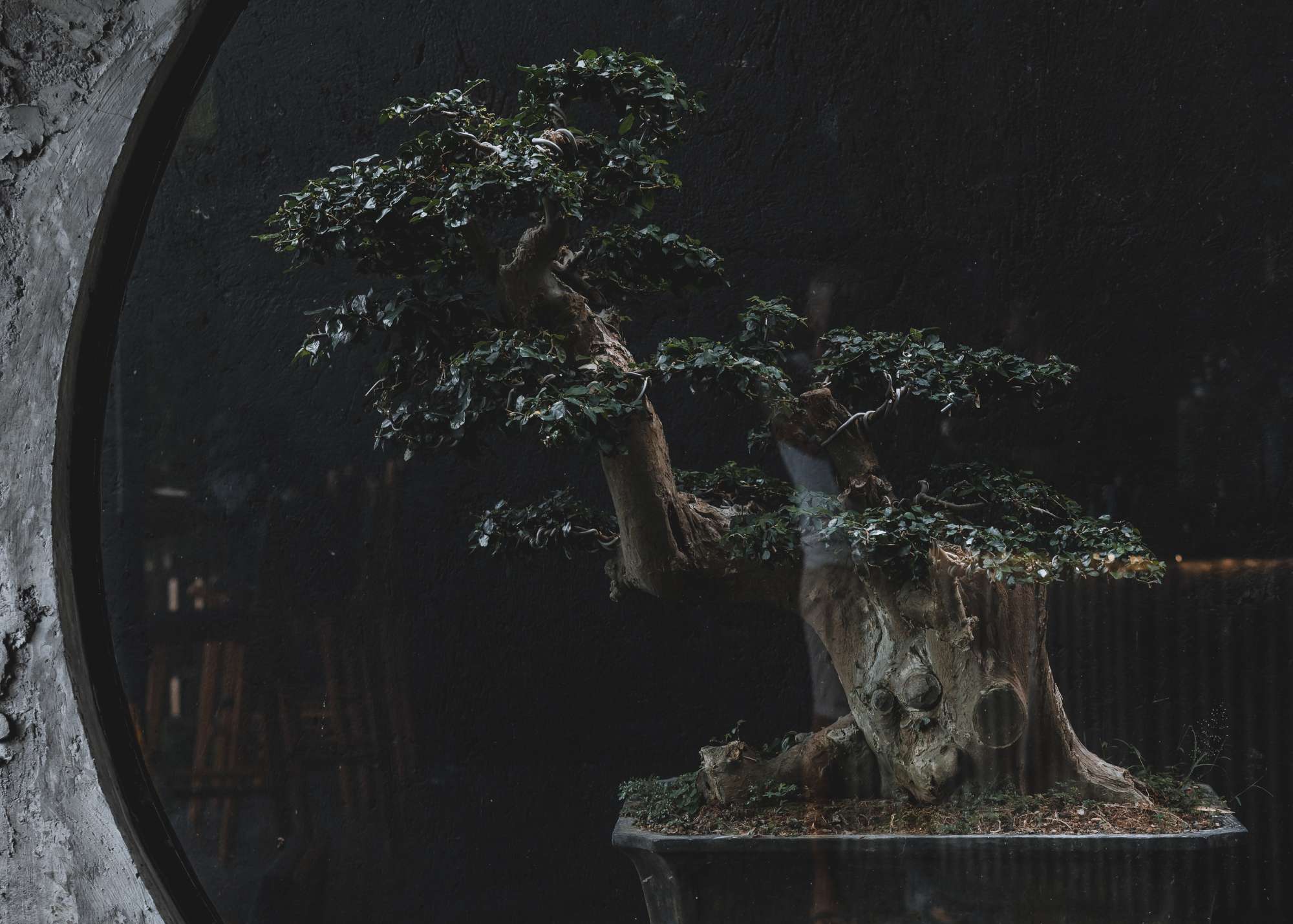 A sculpted bonsai tree viewed through a circular window at Wrong Gym Bali, highlighting the gym’s fusion of strength, mindfulness, and aesthetic design.