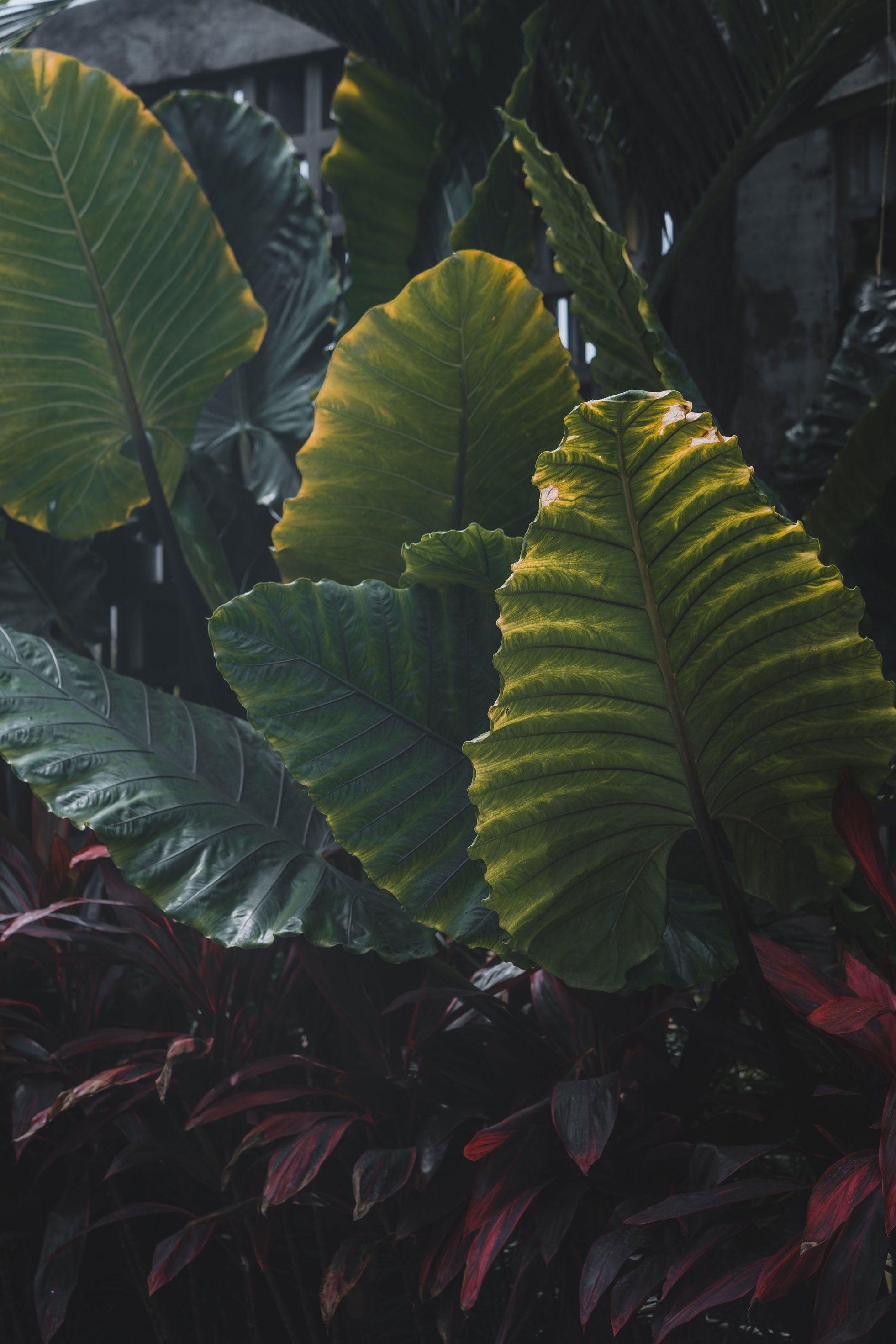 Close-up of lush tropical leaves at Wrong Gym Bali's recovery garden.