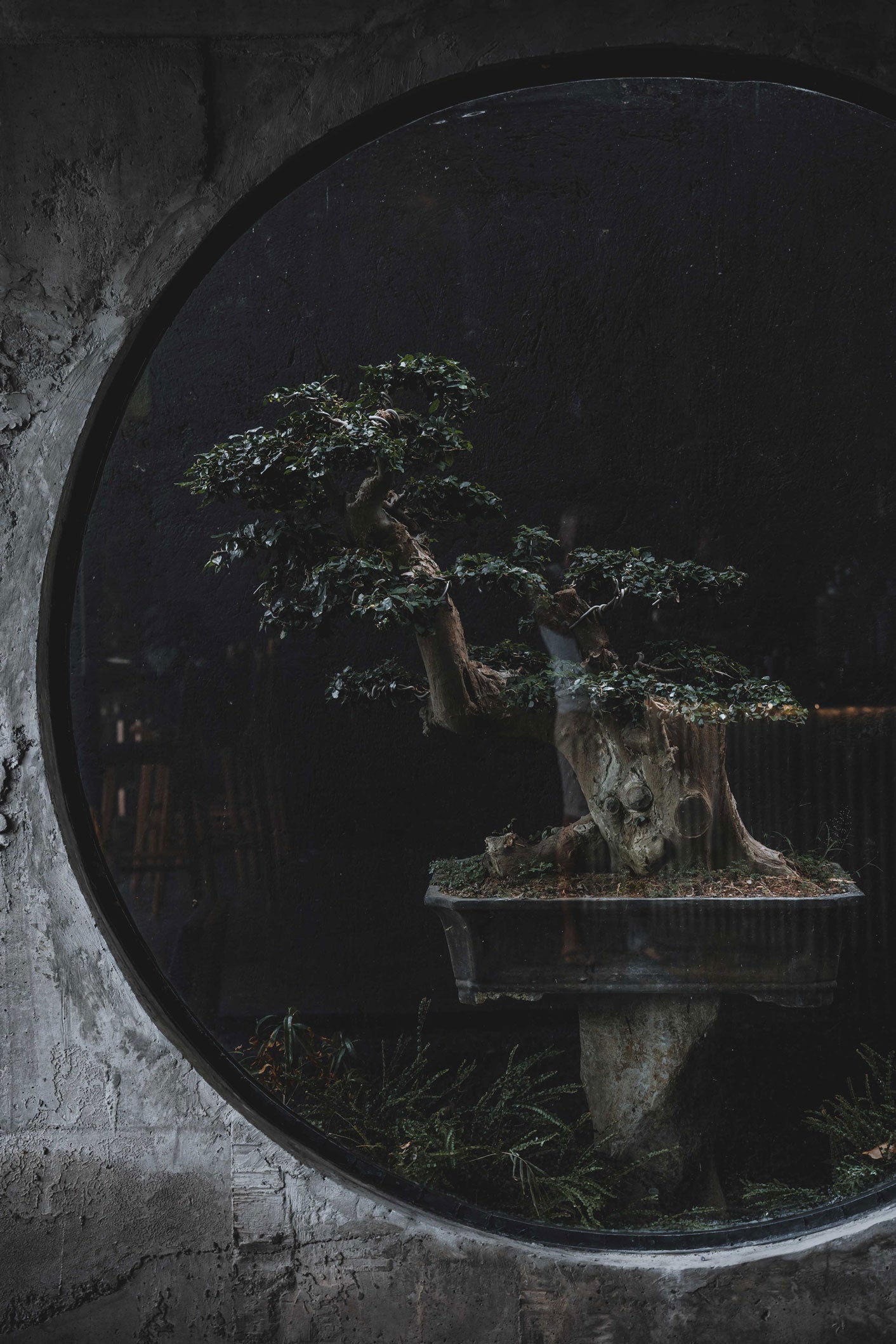 Framed view of a bonsai tree inside a circular window at Wrong Gym Bali’s zen recovery area.