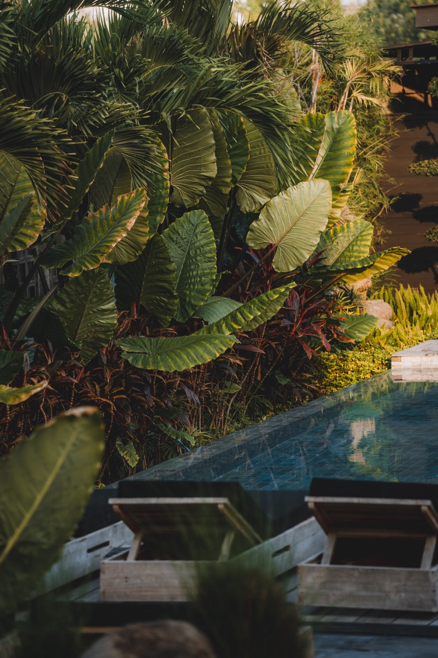 Tropical recovery area at Wrong Gym Bali featuring lush green foliage, wooden poolside loungers, and a serene blue-tiled swimming pool reflecting surrounding plants.